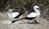 733_Maskergenten, Isla de la Plata